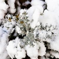 first snow on jacobaea maritima plant in autumn photo