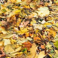 maple leaf litter in sunny autumn day photo
