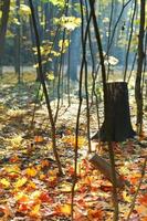 stump and red and yellow maple leaves photo