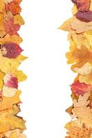 left and right frames from yellow autumn leaves photo