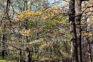 oak tree branch with yellow leaves in woods photo