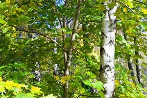 yellow green leaves of maples and birches photo