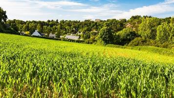 corn field in Ploubazlanec village, Brittany photo