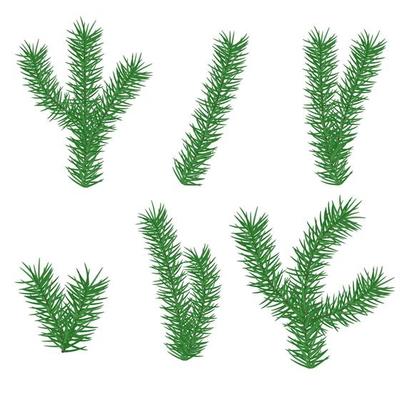 Christmas branch of pine element for web design. Nature abstract vector. illustration. Isolated on white background object.