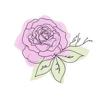 Pink Rose continuous line set, outline sketch style vector abstract art.