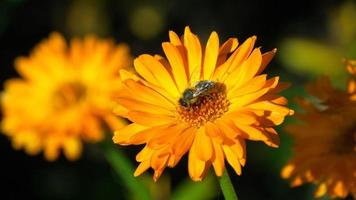 abeja en una caléndula naranja, flores de caléndula officinalis video