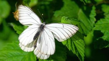 Aporia crataegi Black veined white butterfly mating on leaf raspberry video