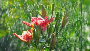 regendruppels op de bloemblaadjes van een bloem roze lelie, slow-motion video