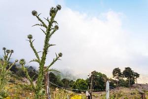 thistle bush over clouds in Etna region photo