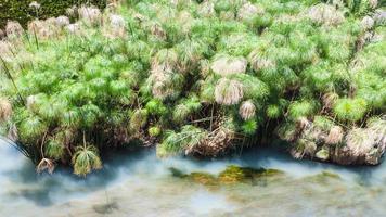 Fonte Arethusa Spring of Arethusa in Syracuse photo