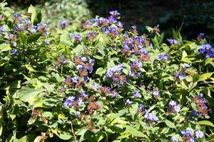 blue flowers on Ceratostigma flowering plant photo