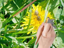 paintbrush paints yellow petal of dandelion flower photo