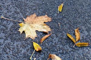 fallen leaves in puddle from melting first snow photo