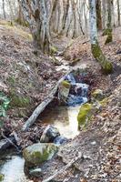 scenic with stream in mountain forest in spring photo