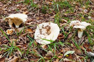 russula delica mushrooms in autumn litter photo