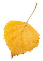 yellow autumn leaf of birch tree isolated photo