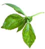 green leaf of basil photo