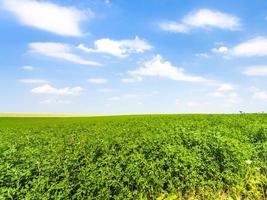 green medicago field under blue sky with clouds photo