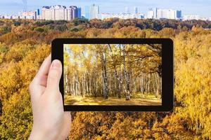 picture of yellow trees in autumn forest photo