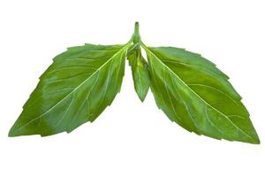 leaf of basil photo