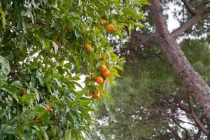 naranjo con frutas foto