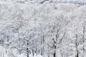 trees in snow forest in cold winter day photo