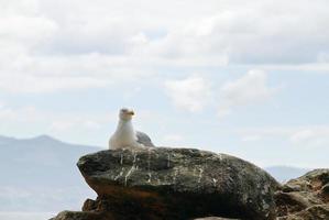 seagull on Cies Islands in Atlantic, Spain photo