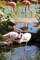 Flamingo birds outdoors photo