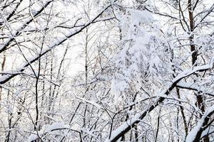 snow-covered branches in forest in winter morning photo