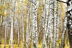 birch grove in autumn photo