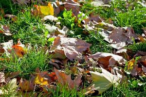 autumn leaves in green grass photo