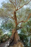 bottom view of old olive tree, Sicily photo