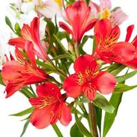 bouquet from red and pink alstroemeria flowers photo