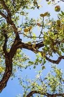 olives on branch of old olive tree photo