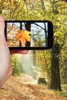 tourist taking photo of maple leaf in autumn woods