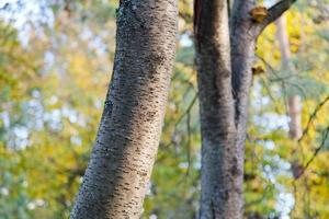 troncos de álamos en el bosque de otoño foto