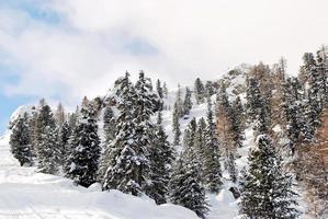 coniferous wood on snow slope in Dolomites photo