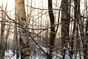 puesta de sol en bosque de invierno foto