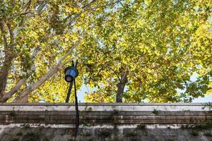 yellow sycamore trees over walls of Tiber River photo