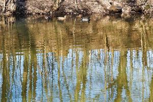 wild ducks and tree reflection on forest lake photo