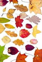 many loose autumn leaves photo