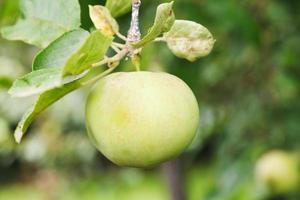 yellow apple on green sprig in fruit garden photo