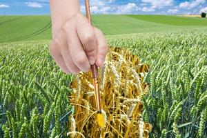 paintbrush draws ripe ears of wheat in green field photo