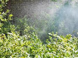 rain in forest in sunny autumn day photo