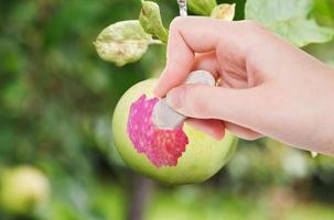 hand deletes green apple surface by rubber eraser photo