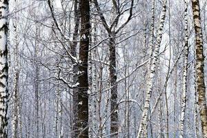 troncos de abedul en el bosque de invierno foto