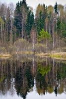 pond in spring forest photo