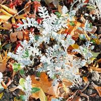 Jacobaea maritima SilverDust and leaf litter photo