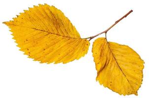 twig with yellow autumn leaves of elm tree photo