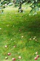 fallen ripe apples lie on green grass under tree photo